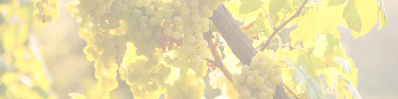 Image de vignes et raisins blancs